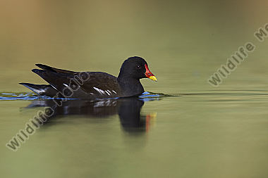 Teichhuhn