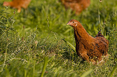 Huhn