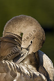 Höckerschwan