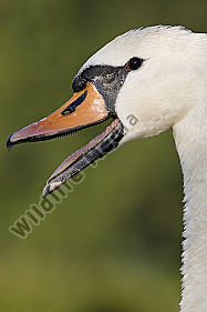 Höckerschwan