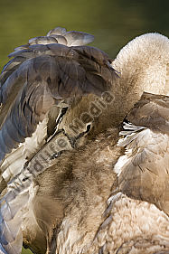 Höckerschwan