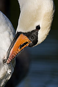 Höckerschwan