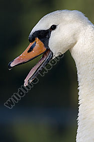 Höckerschwan