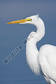 Silberreiher