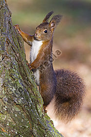 Eichhörnchen