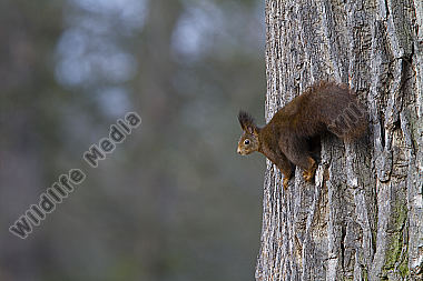 Eichhörnchen