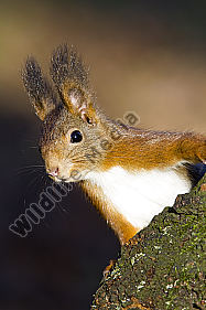 Eichhörnchen