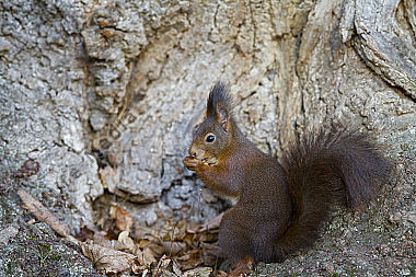 Eichhörnchen