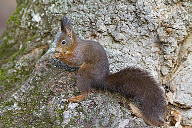 Eichhörnchen