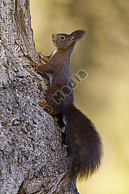 Eichhörnchen
