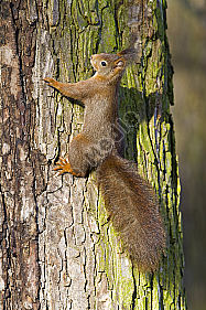 Eichhörnchen