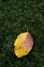 Herbstblatt