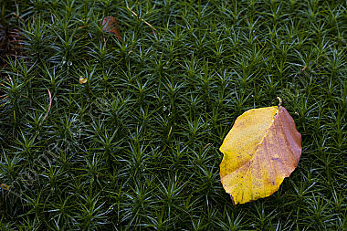Herbstblatt