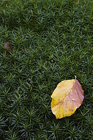 Herbstblatt
