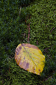 Herbstblatt