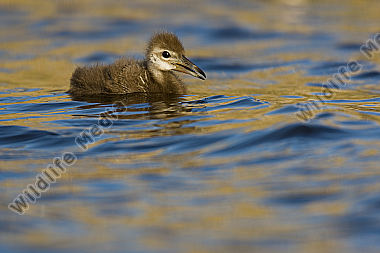 Rallenkranich / Limpkin / Aramus guarauna