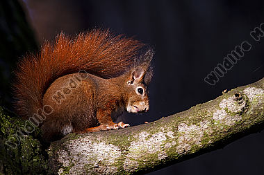 Eichhörnchen