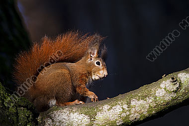 Eichhörnchen