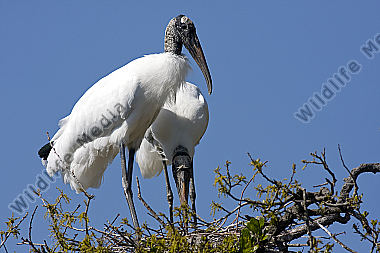 Waldstorch