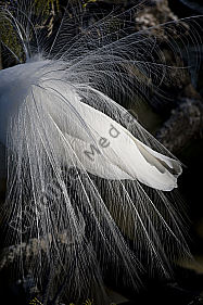 Silberreiher