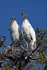 Waldstorch