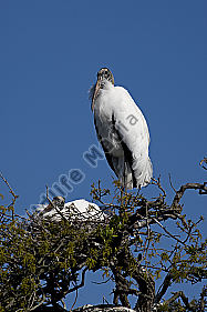 Waldstorch