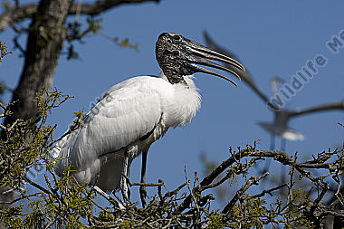 Waldstorch
