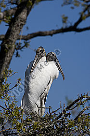 Waldstorch