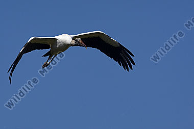 Waldstorch
