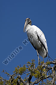 Waldstorch