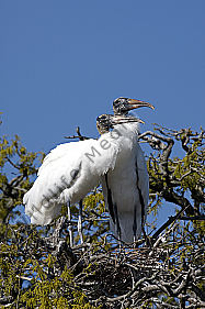 Waldstorch