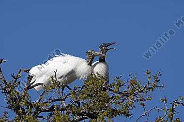 Waldstorch