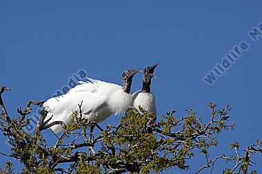 Waldstorch