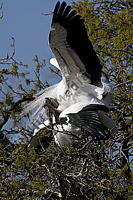 Waldstorch