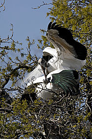 Waldstorch