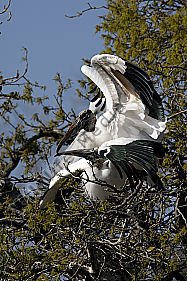 Waldstorch
