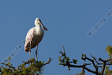 Rosalöffler / roseate spoonbill / Ajaia ajaja