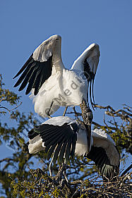 Waldstorch