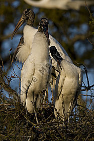 Waldstorch