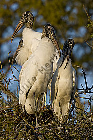 Waldstorch