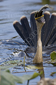 Schlangenhalsvogel