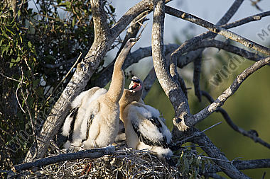 Schlangenhalsvogel