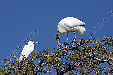 Waldstorch