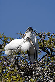 Waldstorch