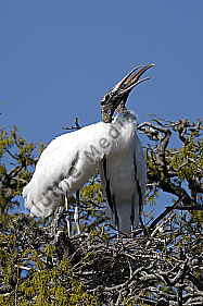 Waldstorch