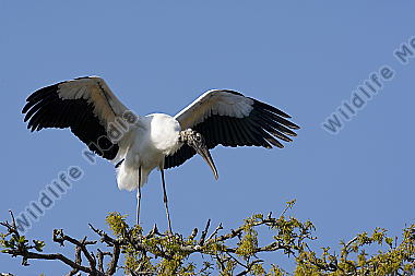 Waldstorch