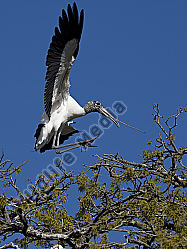 Waldstorch