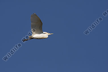 Flugaufnahme Flug fliegend, flying,flight