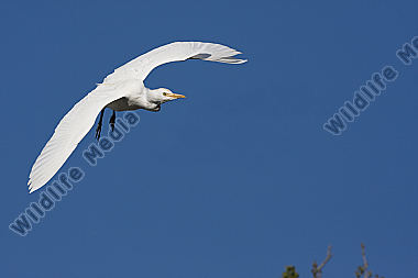 Flugaufnahme Flug fliegend, flying,flight