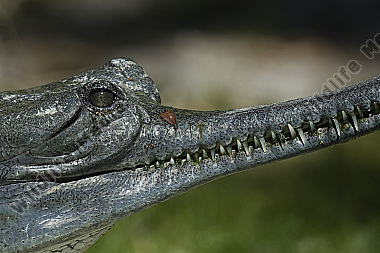 Gangesgavial